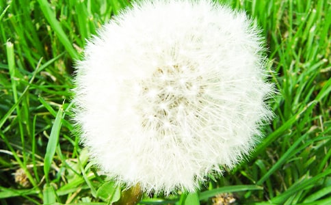 �ѹ�ӢСѧ����400�ֻ���6ƪ