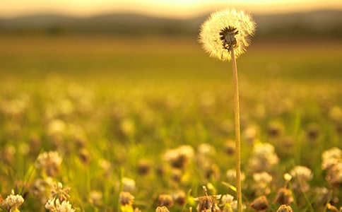 �ѹ�ӢСѧ���Ļ��ʮƪ