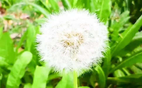 ���꼶���Ľ̰��ѹ�Ӣ