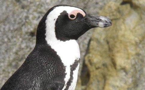 最新帝企鹅日记观后感