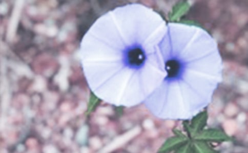 ǣţ����Сѧ����[�Ƽ�]