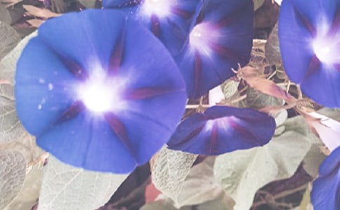 【精品】牵牛花的小学作文三篇