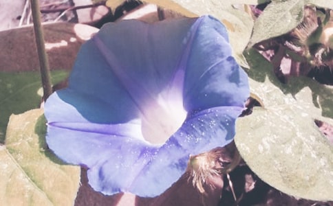 关于牵牛花的小学作文四篇