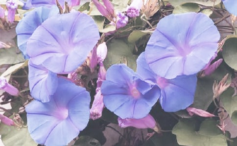 ���ر���ǣţ����Сѧ������ƪ