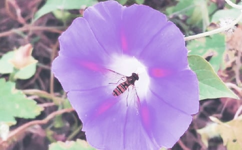 ʵ�õ�ǣţ����Сѧ���ĺϼ�8ƪ