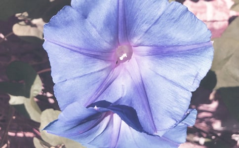 ����ǣţ����Сѧ����6ƪ