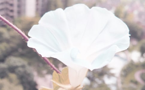 ���ر���ǣţ����Сѧ����4ƪ