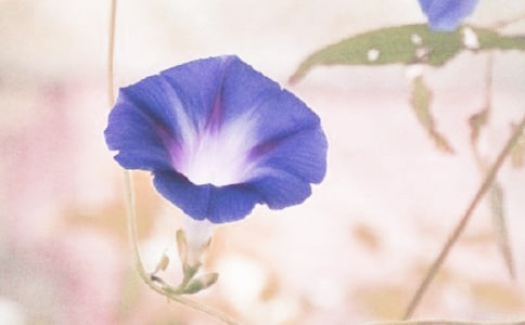 ǣţ����Сѧ���ĺϼ�7ƪ