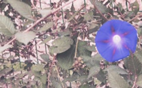 ���ر���ǣţ����Сѧ����3ƪ