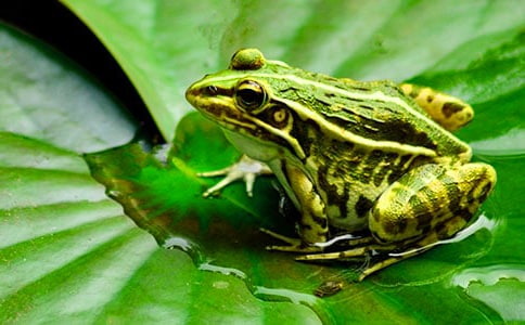 小学小青蛙作文