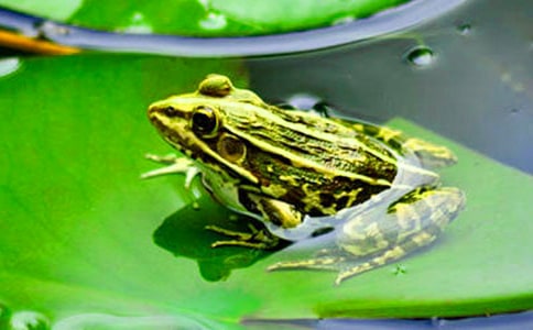 ��С�����Ҽҡ��̰�������ƪ