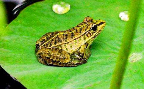 ��С�����Ҽҡ��̰��ϼ�5ƪ