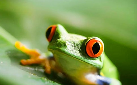 青蛙的家读后感