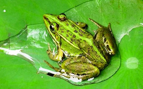 ��С���ܡ���ѧ��˼15ƪ