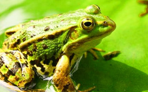 《小青蛙》教学反思(推荐)