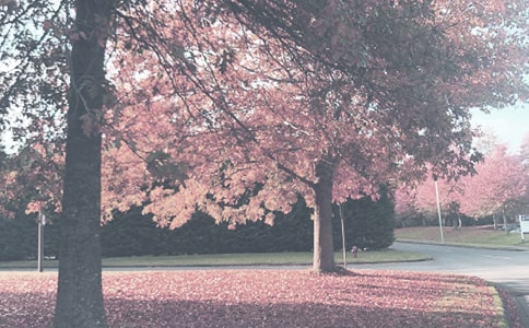 秋季的写景作文