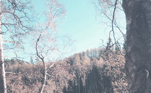 四年级秋季作文