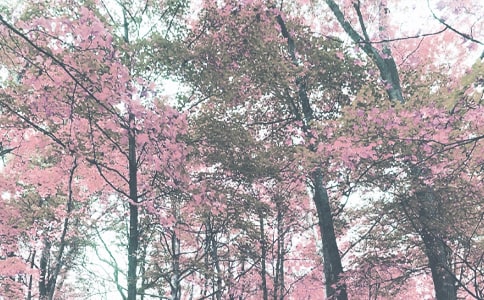 �＾д�������ĺϼ���ƪ