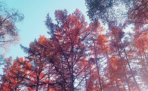 ���ո����������