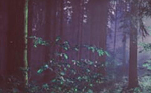 ��ɭ���е���ʿ����ѧ�� (�˽̰�߶�ѡ��)