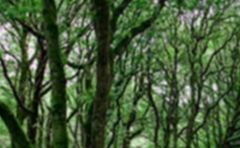 关于森林童话小学作文400字3篇