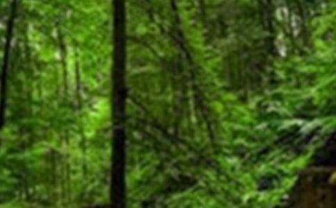 ɭ�� �ִ����Ķ���ϰ����