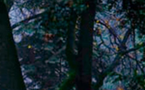 ɭ��ͯ��Сѧ����300�ֺϼ�7ƪ