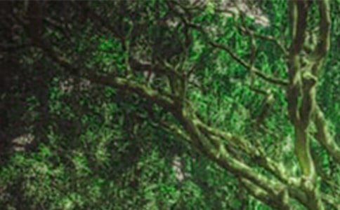 美丽的森林三年级作文