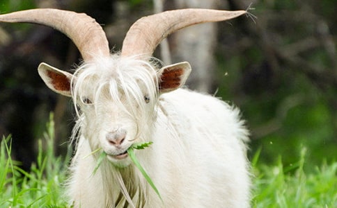 ɽ�򲻳����òݶ����