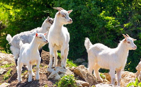 《山羊兹拉特》教学心得(人教版高二选修教学反思)
