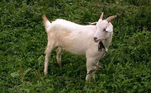 ɽ�򲻳����òݶ���С�����15ƪ��