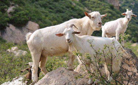 ɽ�������Ծ˵�θ�