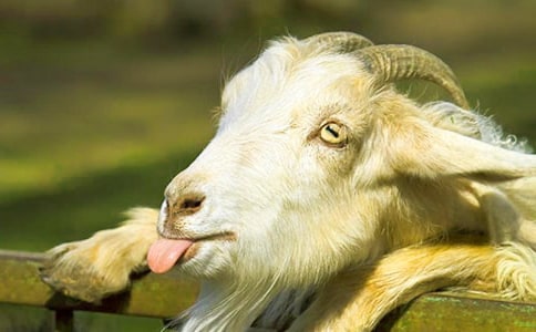 ��ɽ�򲻳����òݡ������(ʵ��15ƪ)