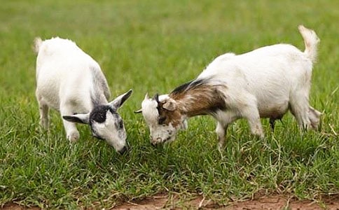 遇见培东--肖培东与《山羊兹拉特》