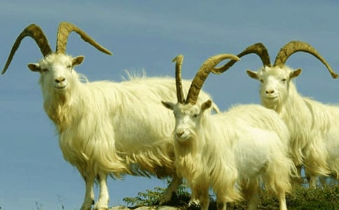 ��ɽ�򲻳����òݡ�����У�����15ƪ��