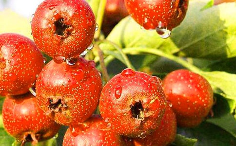 ����ɽ����¡��и�