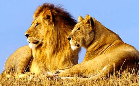 Ԣ�������������ڡ�������ʧ�������ն�ī˹�͵����ߡ������Ӻ�ʨ�ӡ� ��ѧ�����