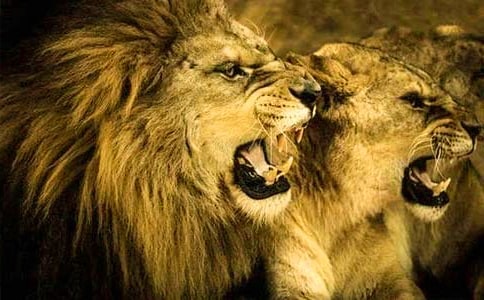 ʨ�����ۺ�У�����15ƪ��