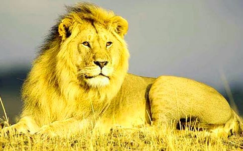 《寓言四则》(《智子疑邻》《塞翁失马》赫尔墨斯和雕像者》《蚊子和狮子》)(人教版七年级必修教案设计)