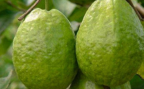 有关石榴树小学作文合集10篇