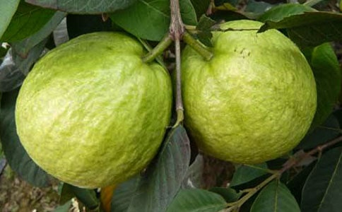 石榴树小学作文(热)