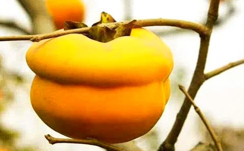 ��ѩ���ӡ������