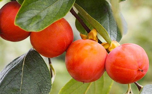 С��̰����������ˡ���ͨ��10ƪ��