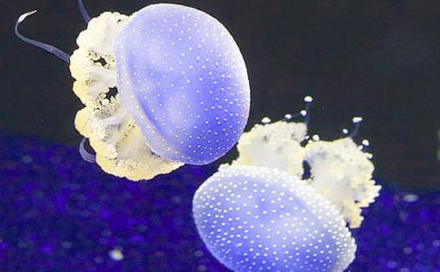 �а������̰���ֽ��ˮĸ