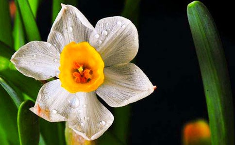 《艾晚水仙球》读后感