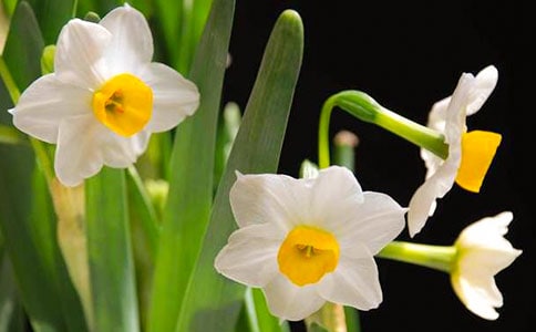 艾晚的水仙球读后感