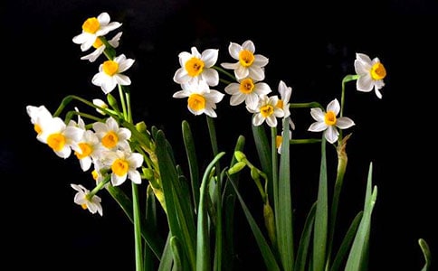 水仙的日记13篇