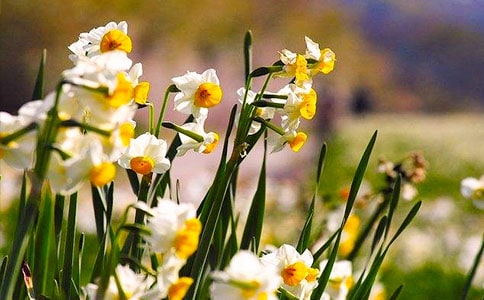 《水仙花》教案