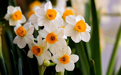 ˮ�ɻ�Сѧ����(����15ƪ)