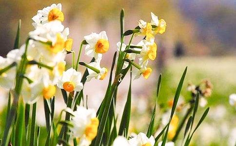 【必备】水仙花三年级作文十篇